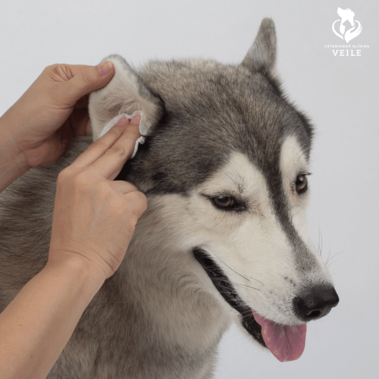 Read more about the article Kā tīrīt dzīvniekam ausis?